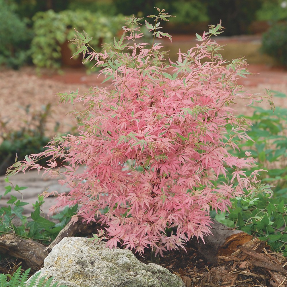 <i>Acer palmatum</i> 'Taylor' (PBR)