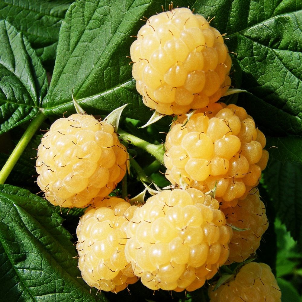 raspberry 'All Gold'