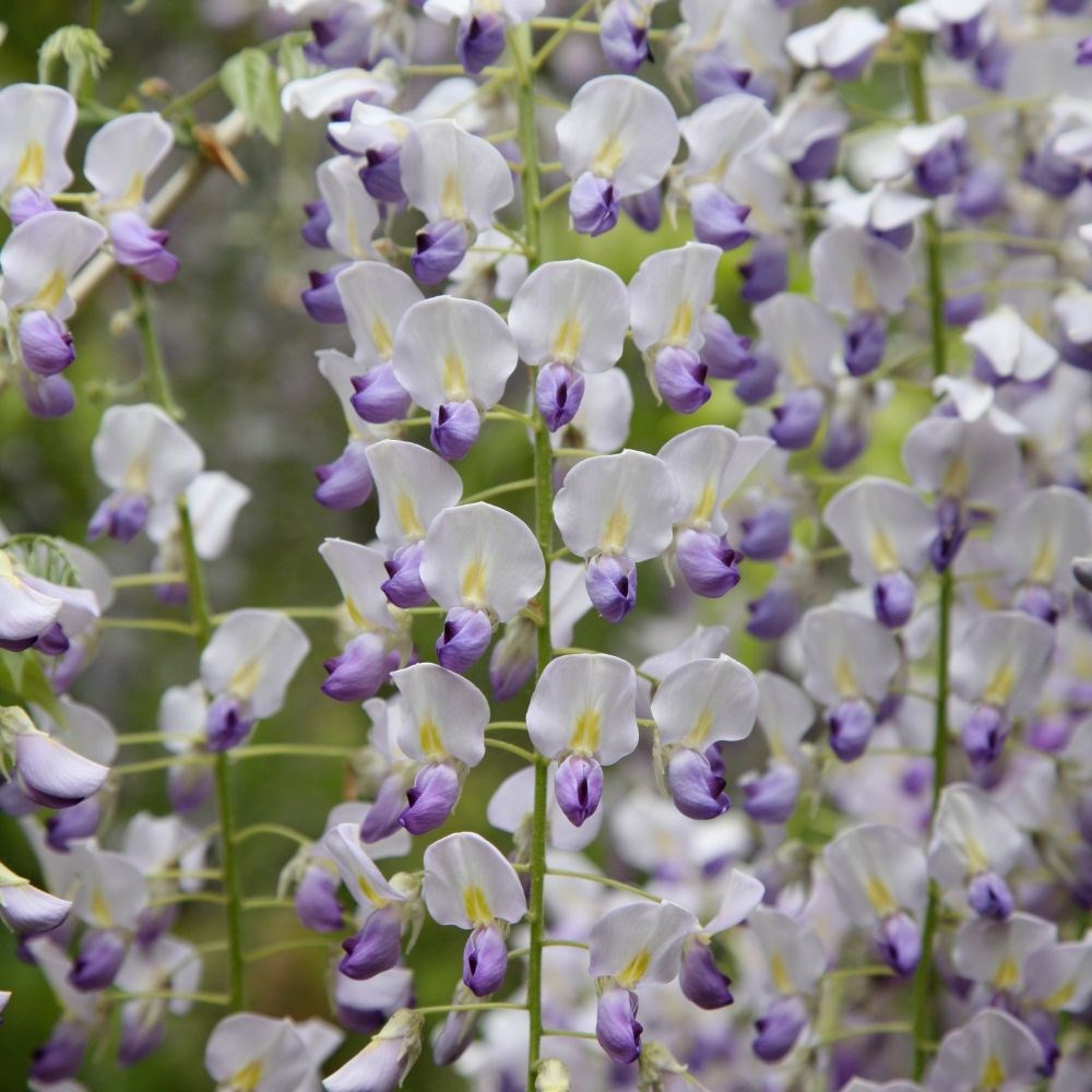 <i>Wisteria floribunda</i> f. <i>multijuga</i>