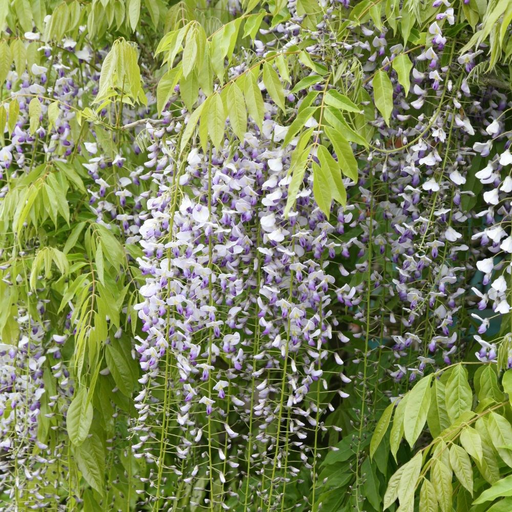 <i>Wisteria floribunda</i> f. <i>multijuga</i>
