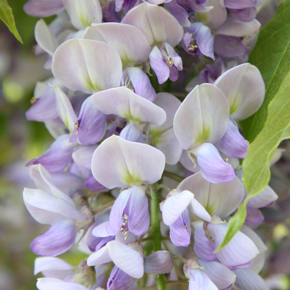 <i>Wisteria</i> × <i>formosa</i> 'Caroline'