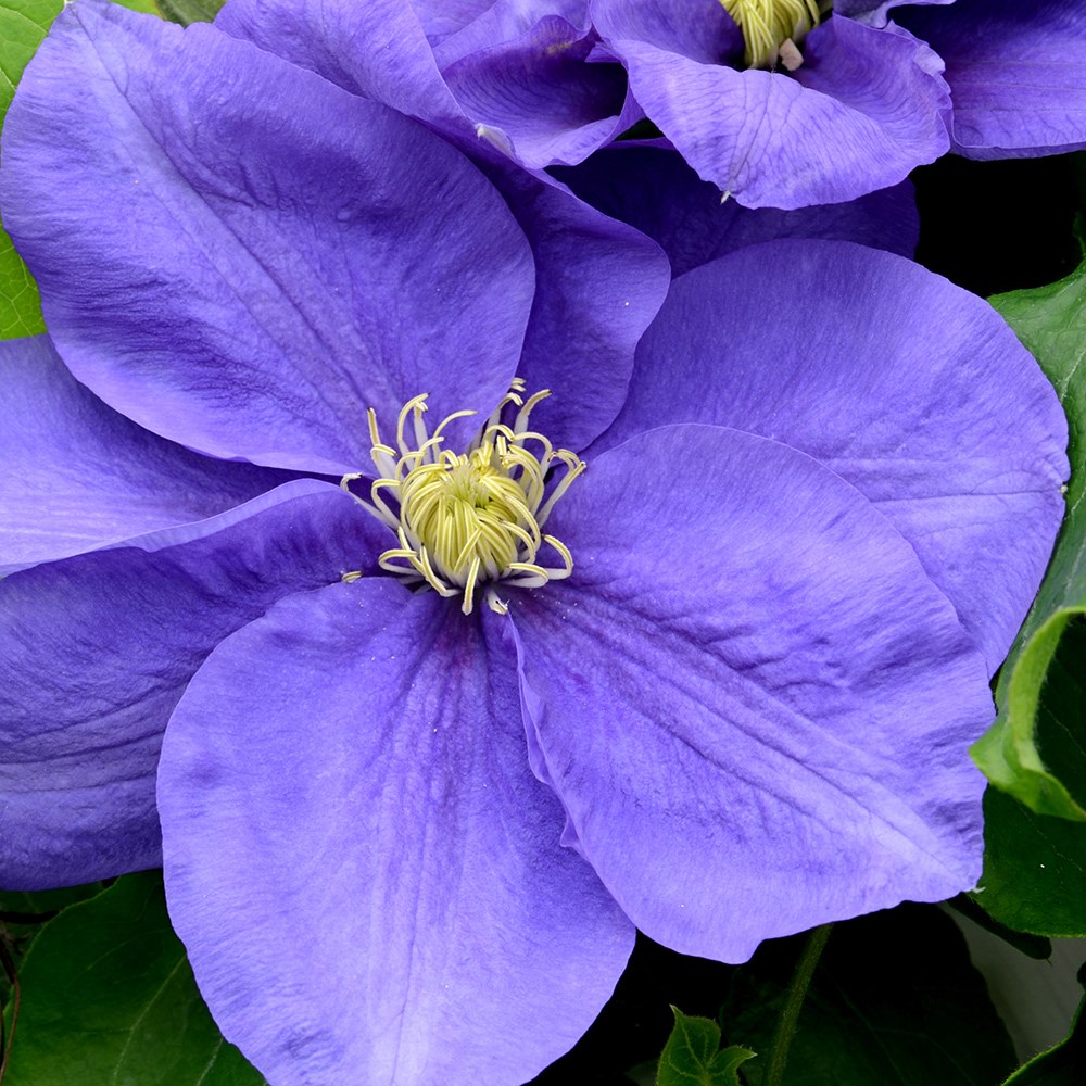 <i>Clematis</i> <b class=small-caps>Kingfisher</b> ('Evipo037') (PBR)