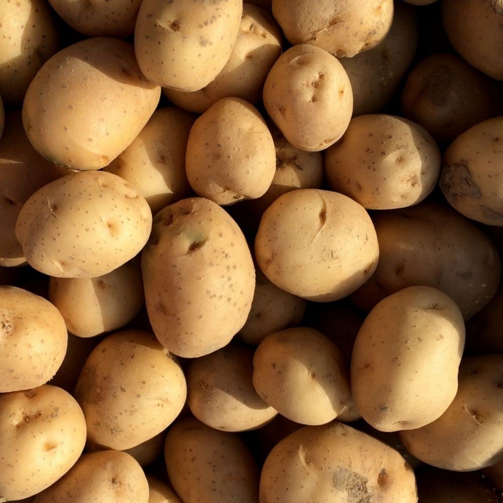 potato 'Maris Peer'