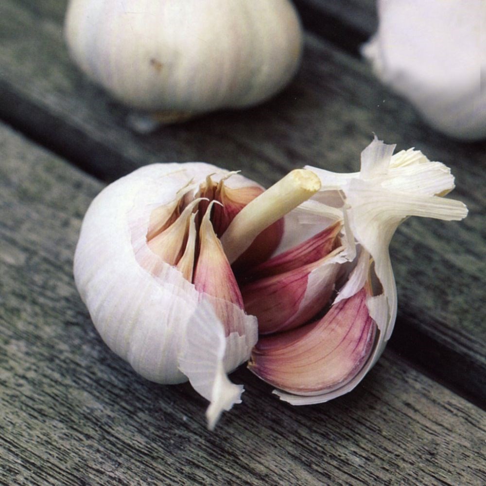 French garlic 'Flavor'