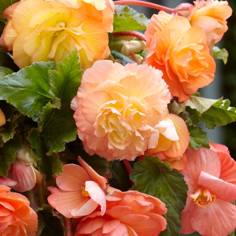 <i>Begonia</i> 'Splendide Ballerina'