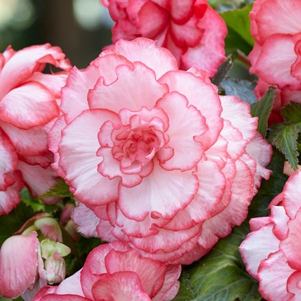 Begonia Rosebud Tutu