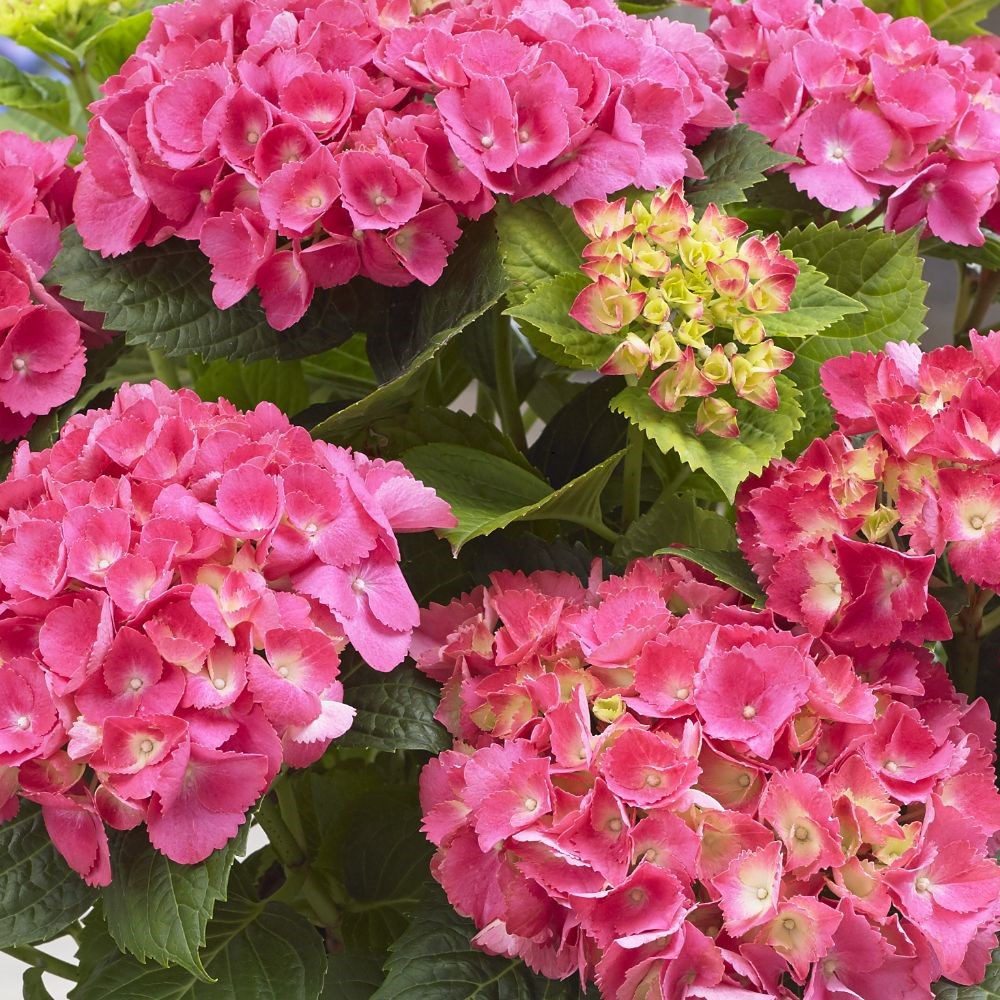 <i>Hydrangea macrophylla</i> 'Little Pink'
