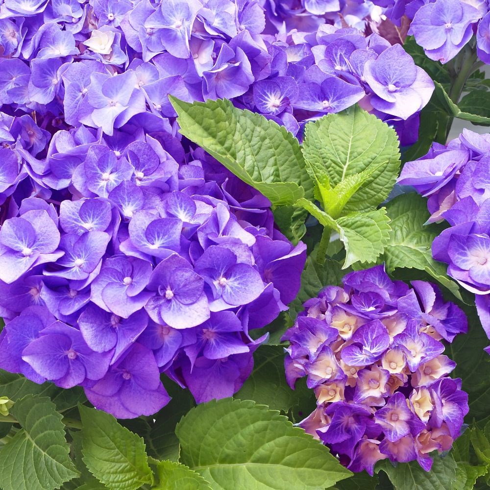 <i>Hydrangea macrophylla</i> 'Little Purple'