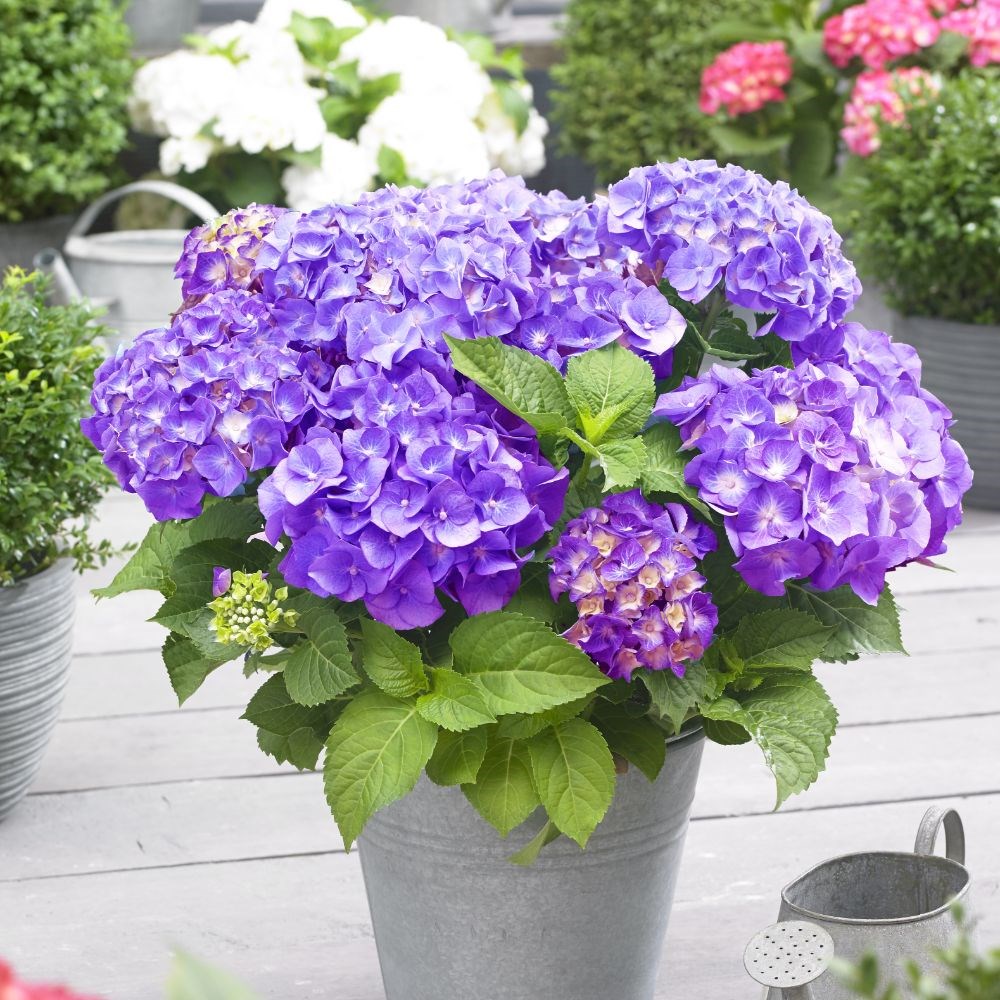 <i>Hydrangea macrophylla</i> 'Little Purple'