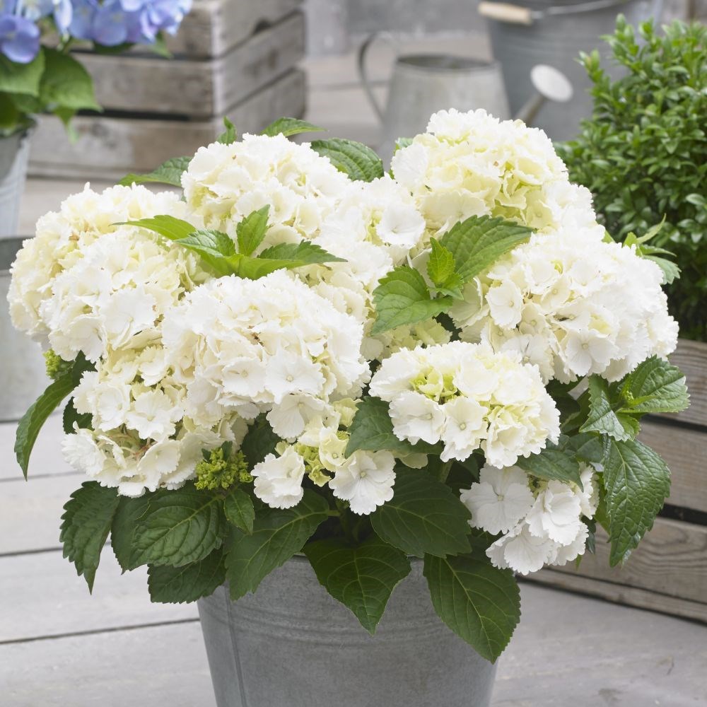 <i>Hydrangea macrophylla</i> 'Little White'