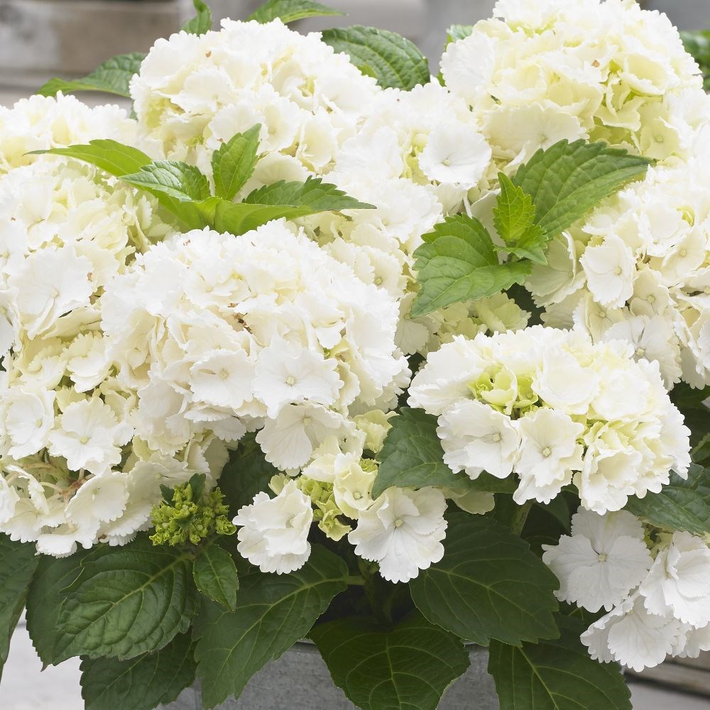 <i>Hydrangea macrophylla</i> 'Little White'