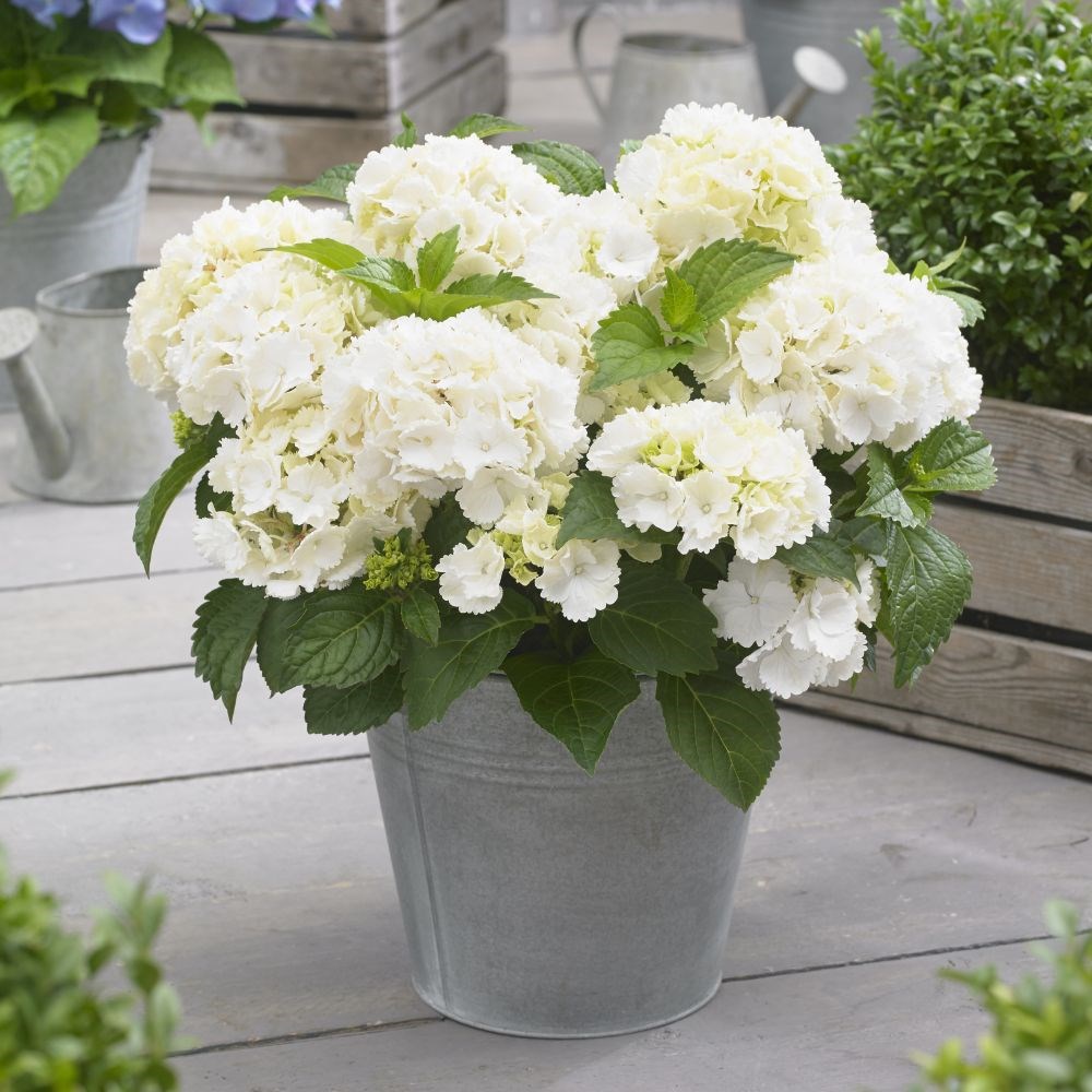 <i>Hydrangea macrophylla</i> 'Little White'