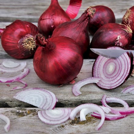 shallot Biztro (PBR)