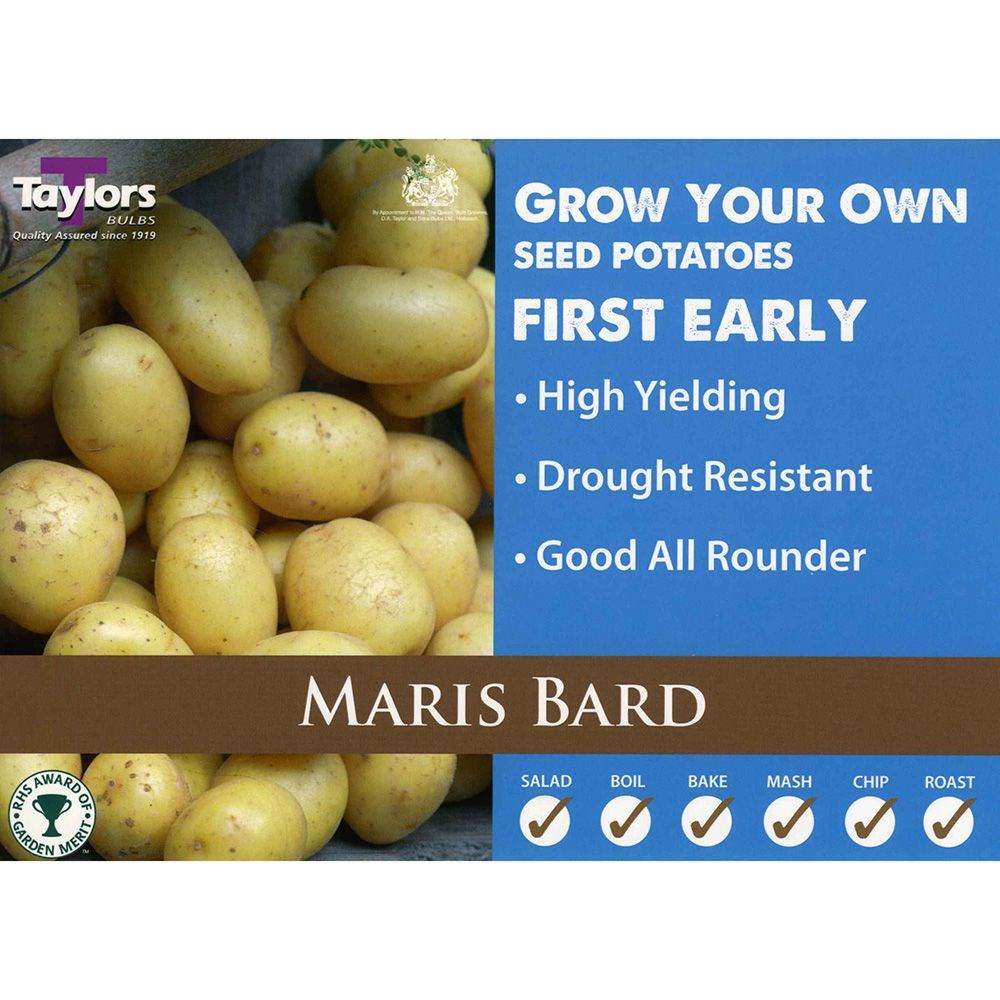 potato 'Maris Bard'