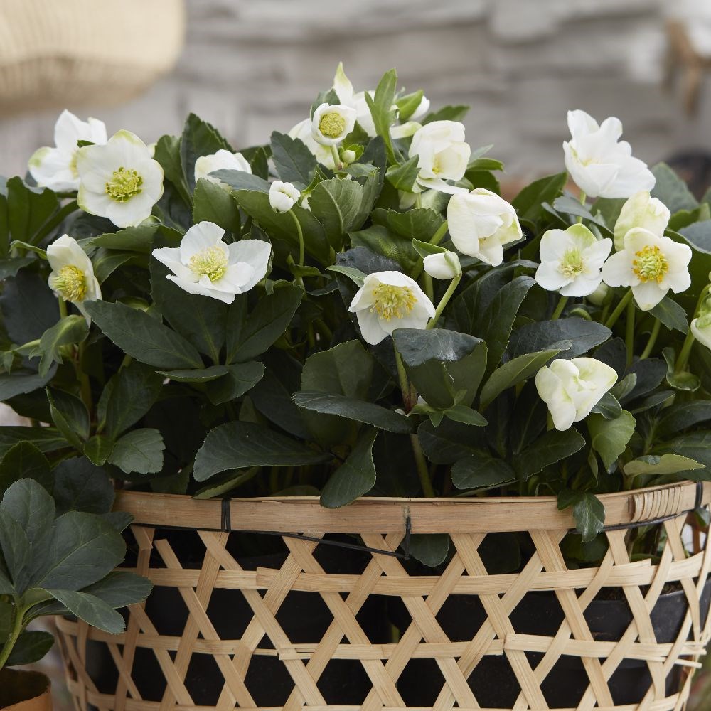 <i>Helleborus niger</i> 'Christmas Carol'