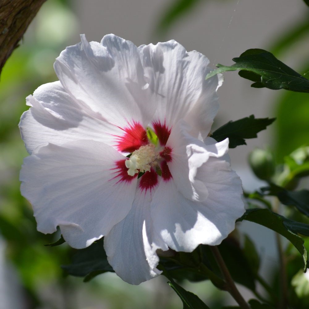 <i>Hibiscus syriacus</i> 'Red Heart'