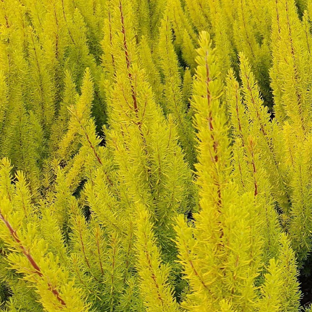 <i>Erica arborea</i> var. <i>alpina</i> f. <i>aureifolia</i> 'Albert's Gold'