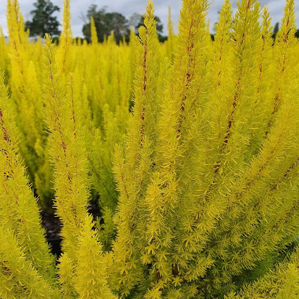 <i>Erica arborea</i> var. <i>alpina</i> f. <i>aureifolia</i> 'Albert's Gold'