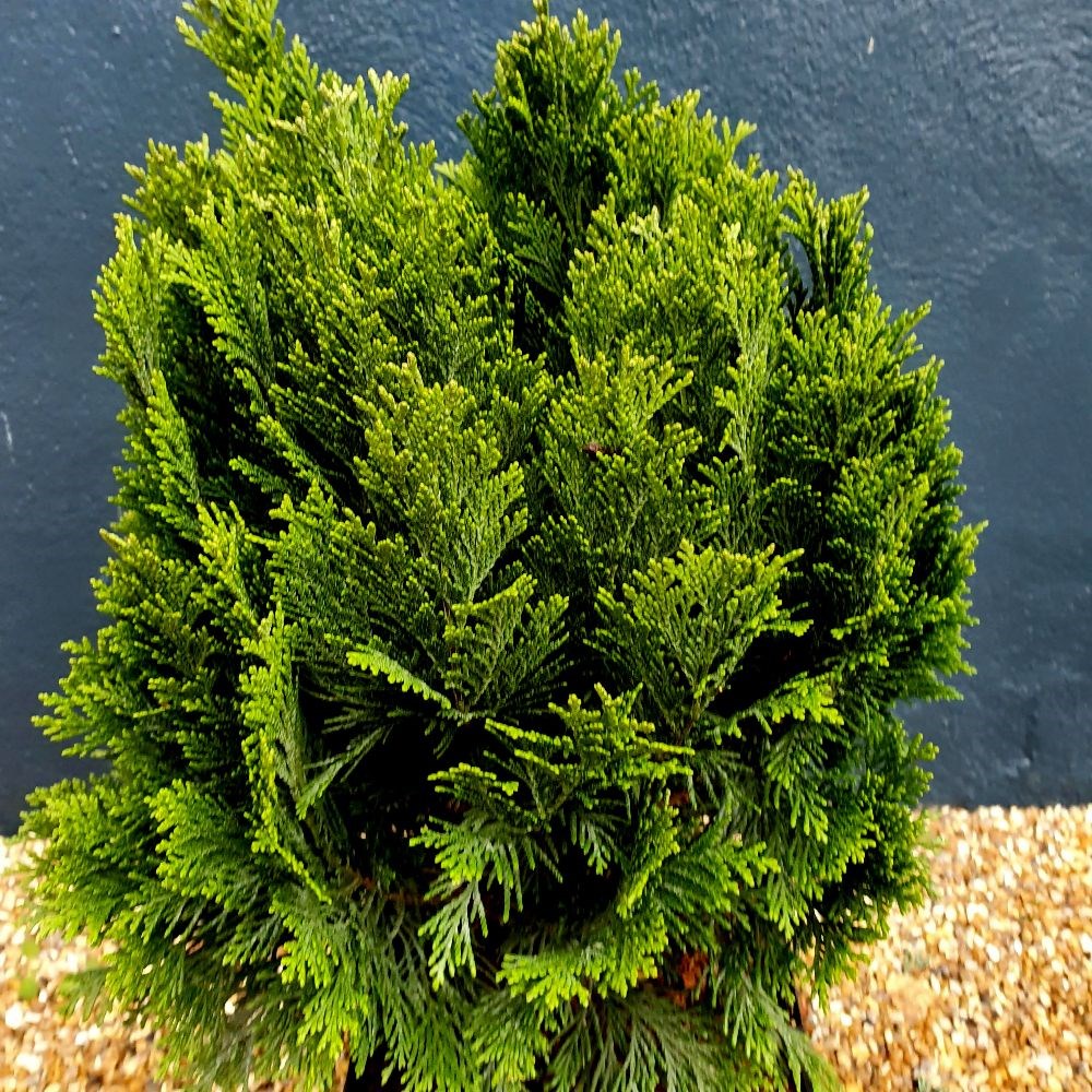<i>Chamaecyparis lawsoniana</i> 'Minima Glauca'