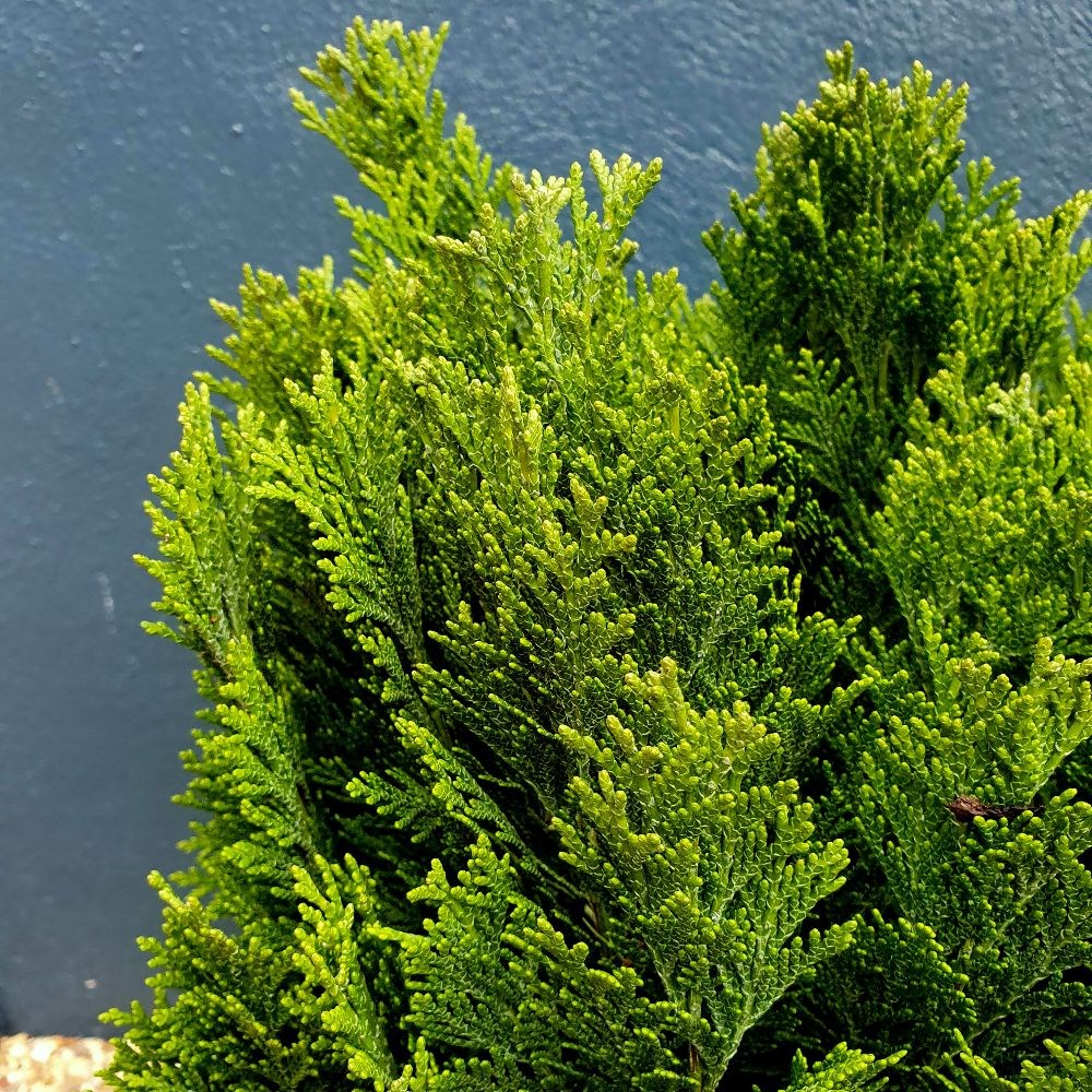<i>Chamaecyparis lawsoniana</i> 'Minima Glauca'