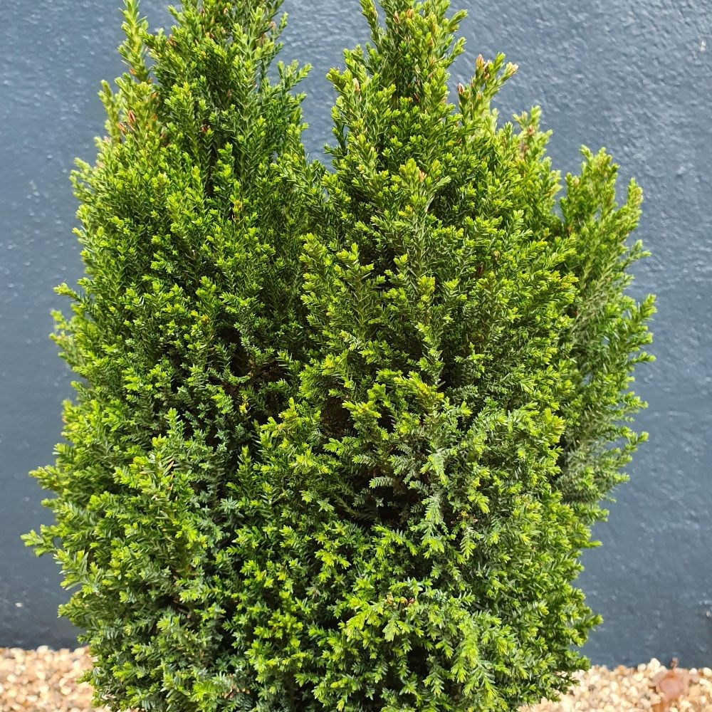 <i>Chamaecyparis lawsoniana</i> <b class=small-caps>Ellwood's Pillar</b> ('Flolar')
