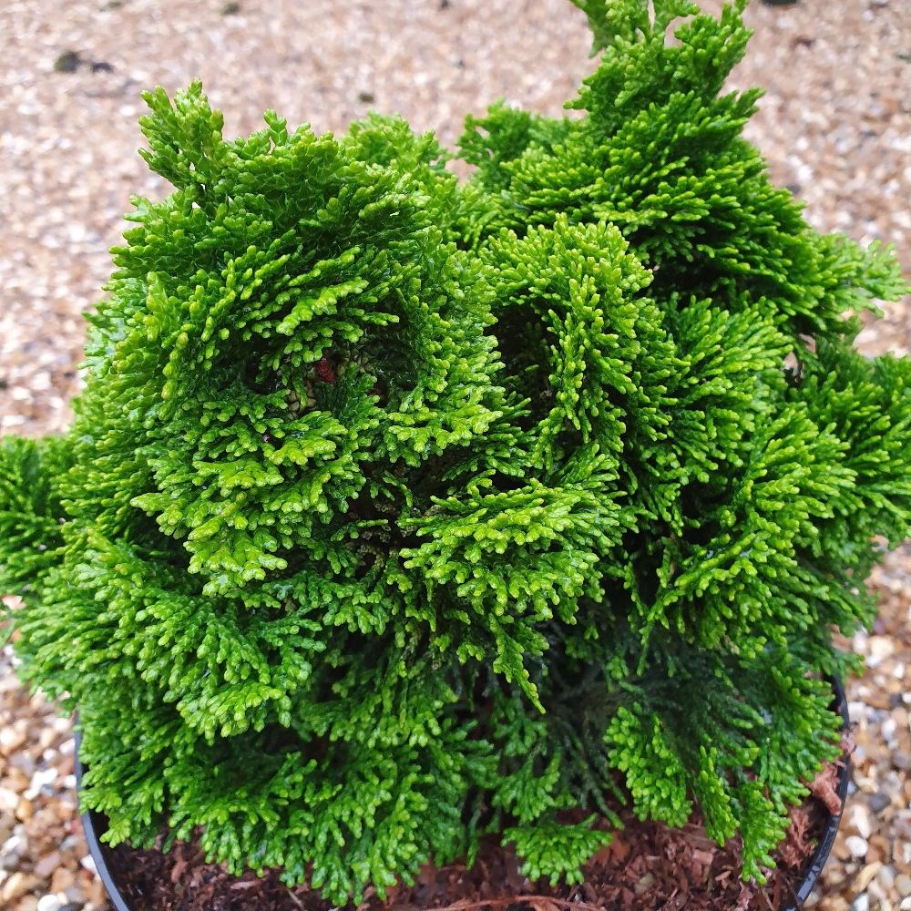 <i>Chamaecyparis lawsoniana</i> 'Minima Aurea'