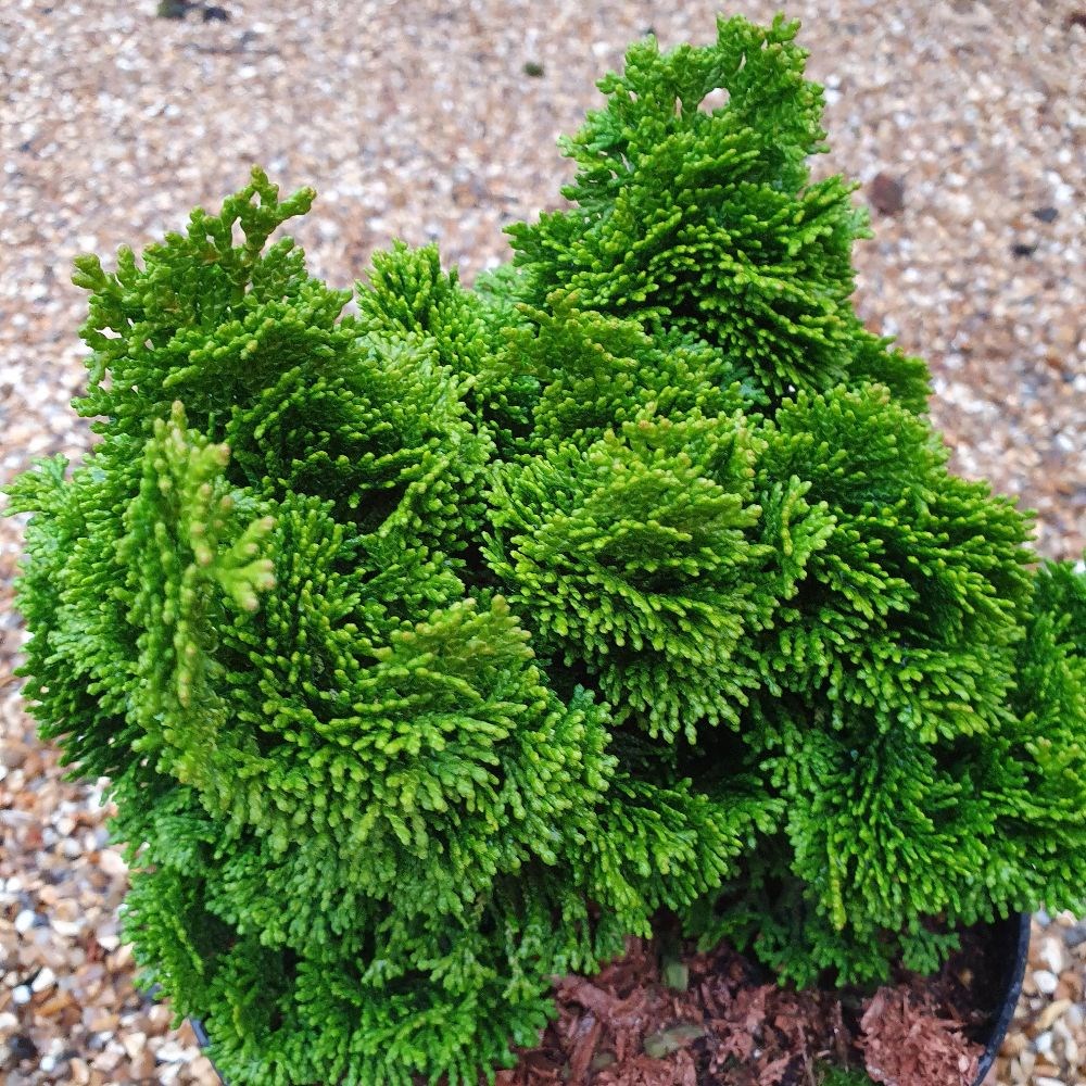 <i>Chamaecyparis lawsoniana</i> 'Minima Aurea'
