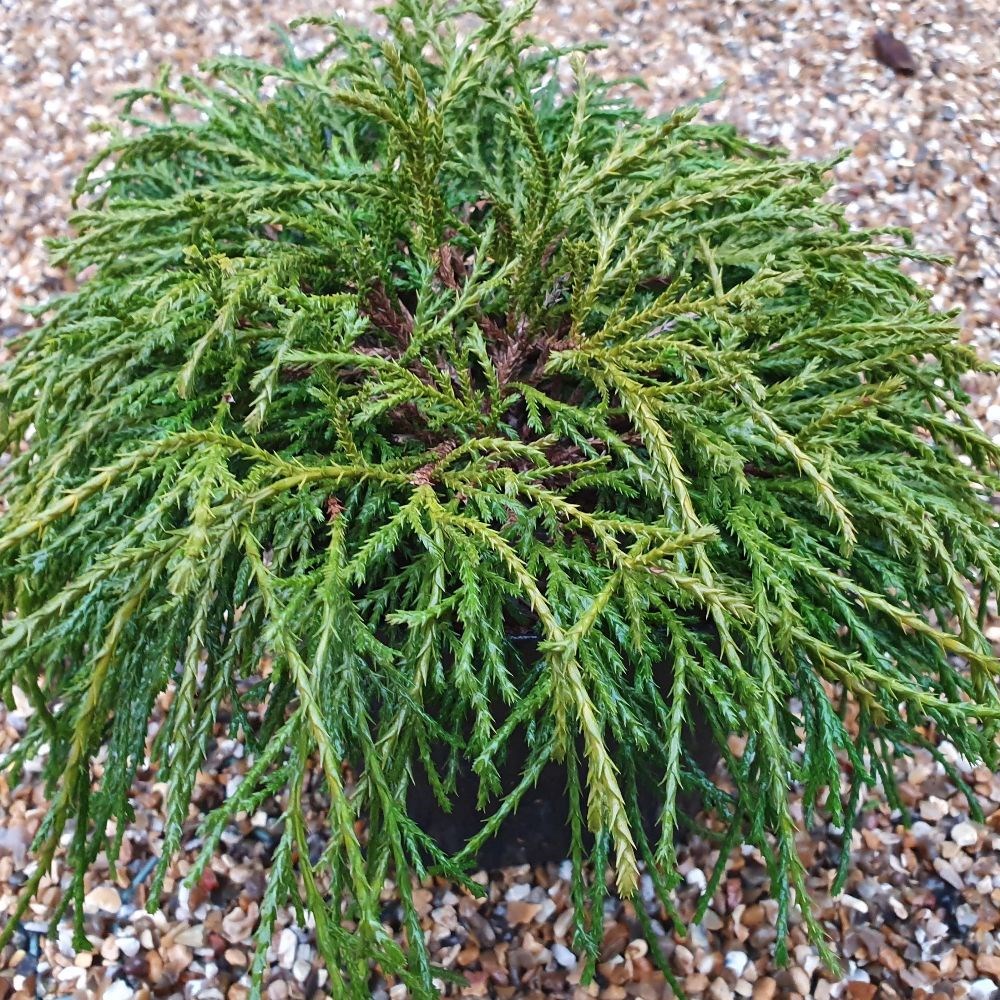 <i>Chamaecyparis pisifera</i> 'Filifera Nana'