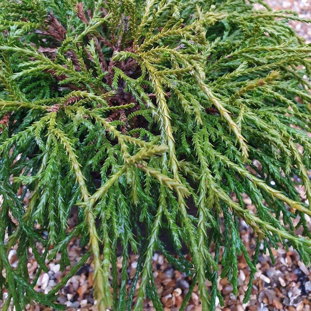 <i>Chamaecyparis pisifera</i> 'Filifera Nana'