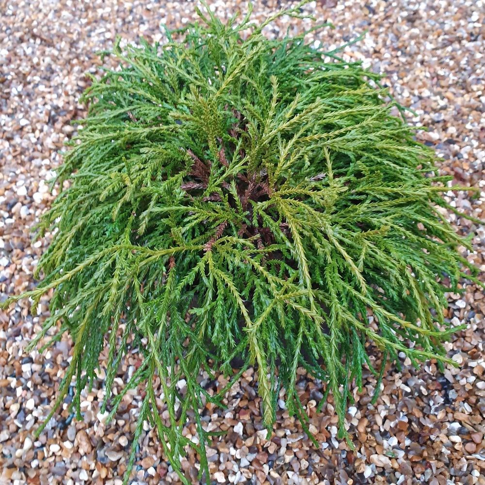 <i>Chamaecyparis pisifera</i> 'Filifera Nana'