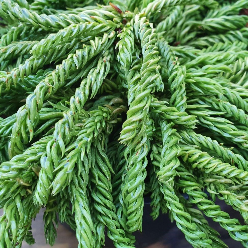 <i>Cryptomeria japonica</i> 'Spiralis'
