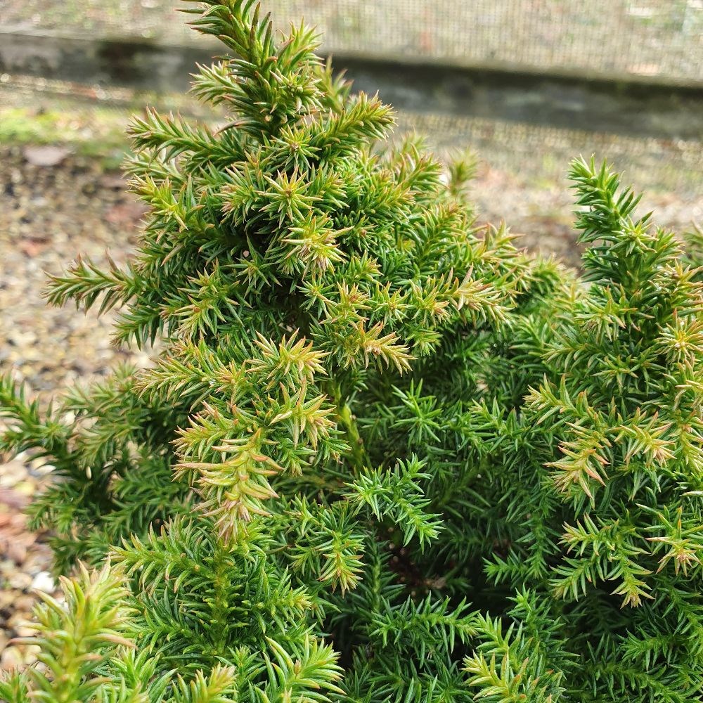 <i>Cryptomeria japonica</i> 'Vilmoriniana'
