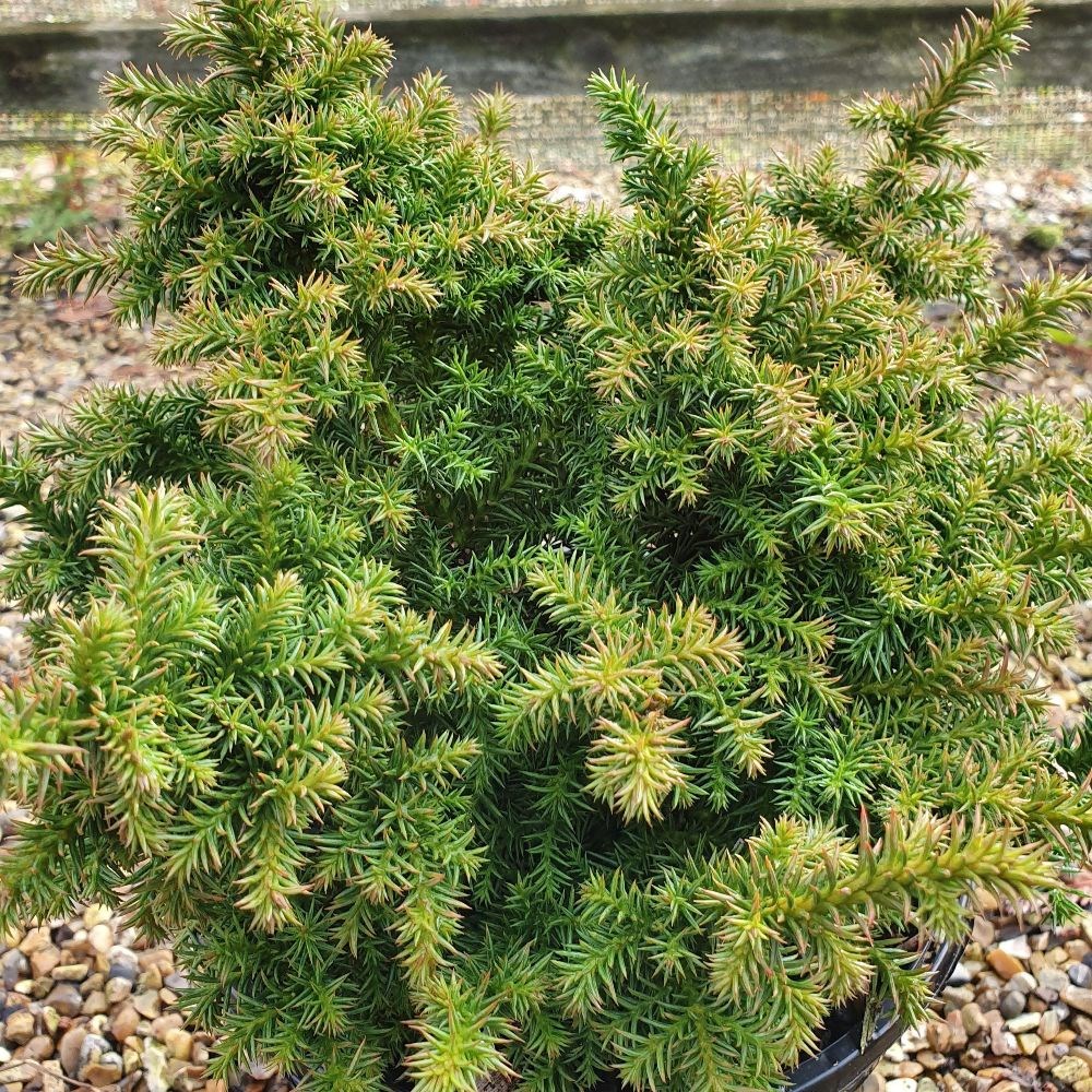 <i>Cryptomeria japonica</i> 'Vilmoriniana'
