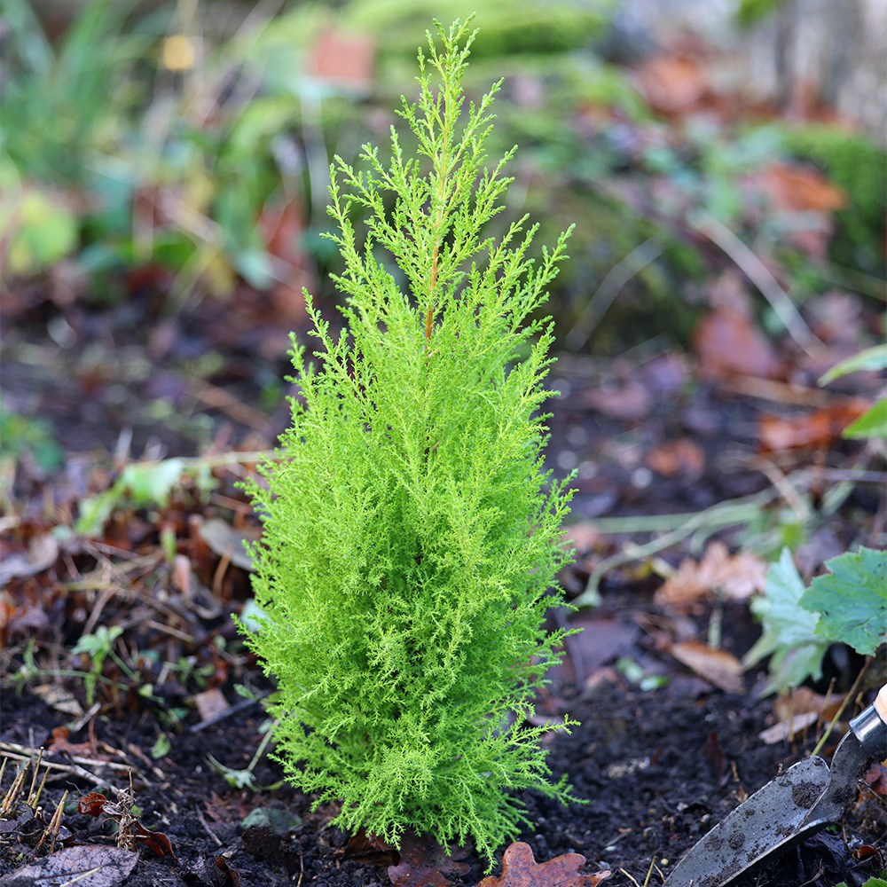 <i>Cupressus macrocarpa</i> 'Wilma'
