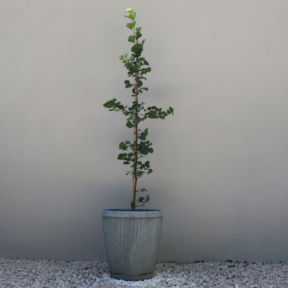 <i>Ginkgo biloba</i> 