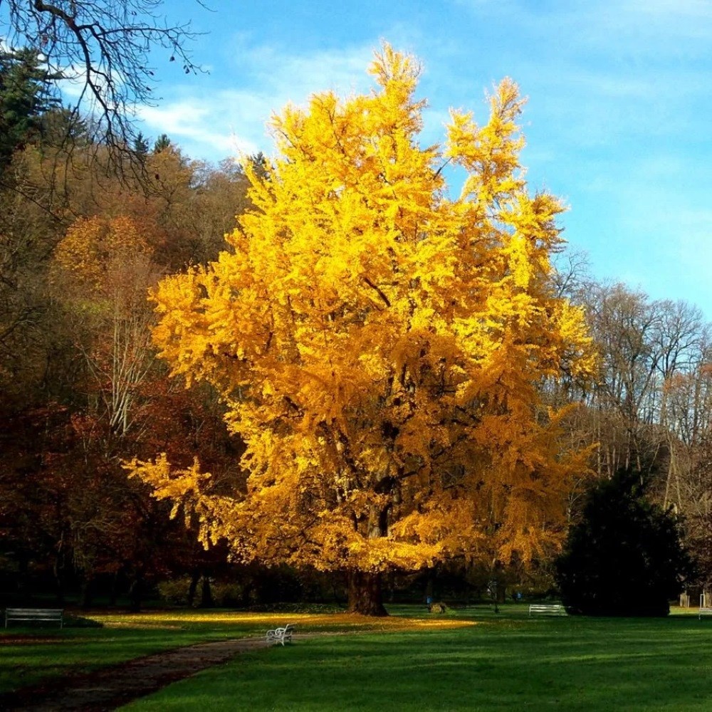<i>Ginkgo biloba</i> 