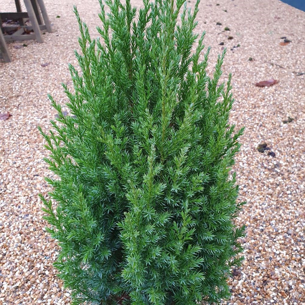 <i>Juniperus chinensis</i> 'Stricta'