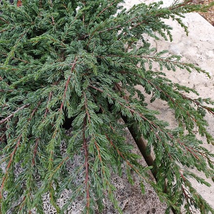 Juniperus communis Repanda