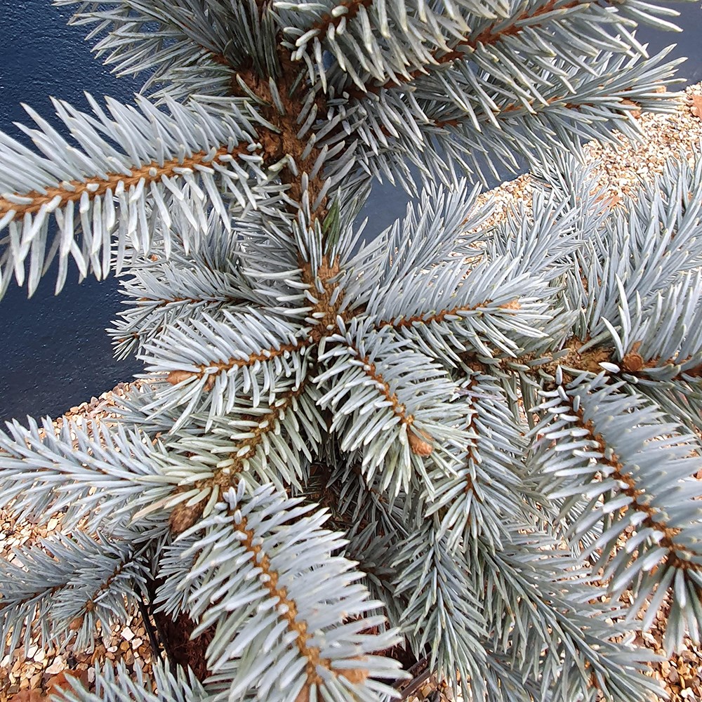 <i>Picea pungens</i> (Glauca Group) 'Hoopsii'