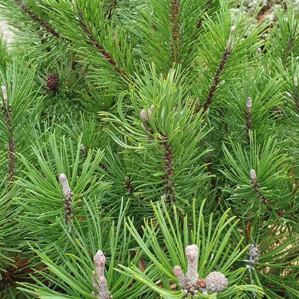 <i>Pinus mugo</i> 'Mops'