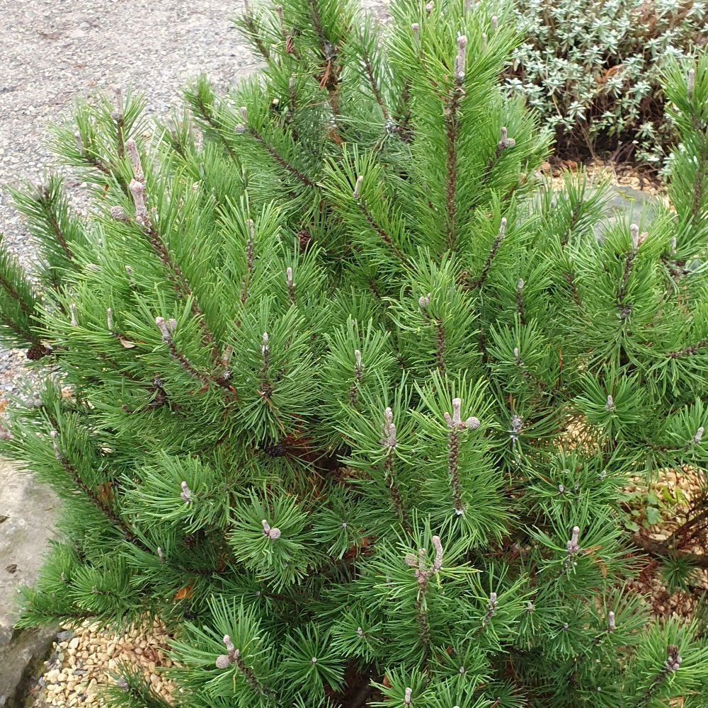 <i>Pinus mugo</i> 'Mops'