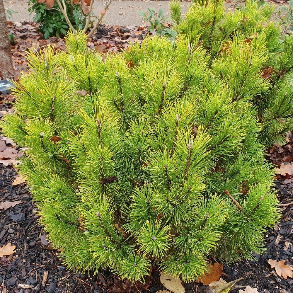 <i>Pinus mugo</i> 'Winter Gold'