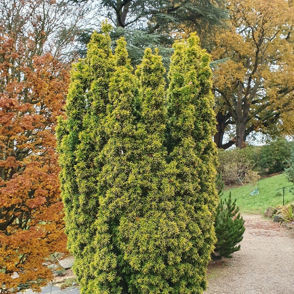 <i>Taxus baccata</i> 'David'