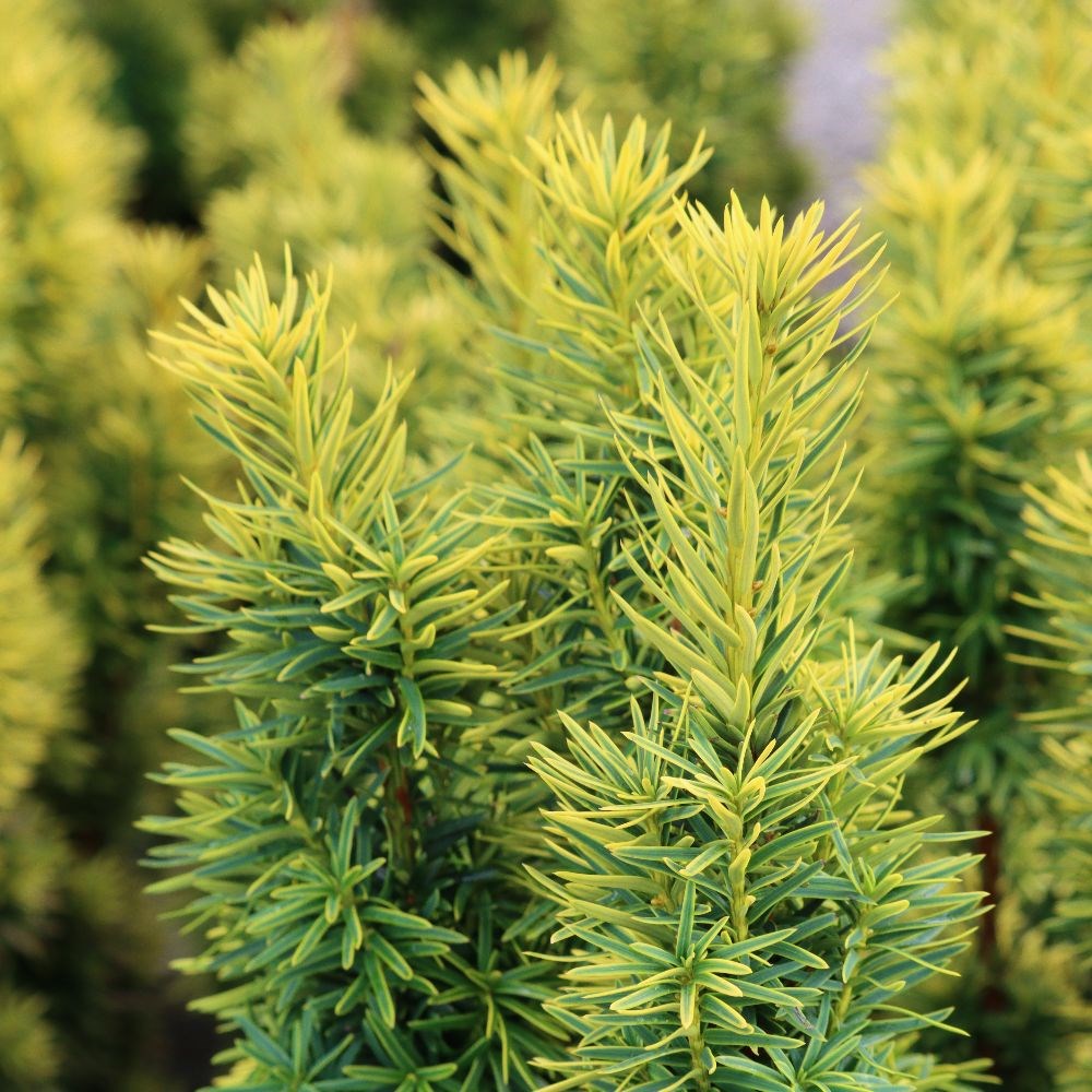 <i>Taxus baccata</i> 'David'
