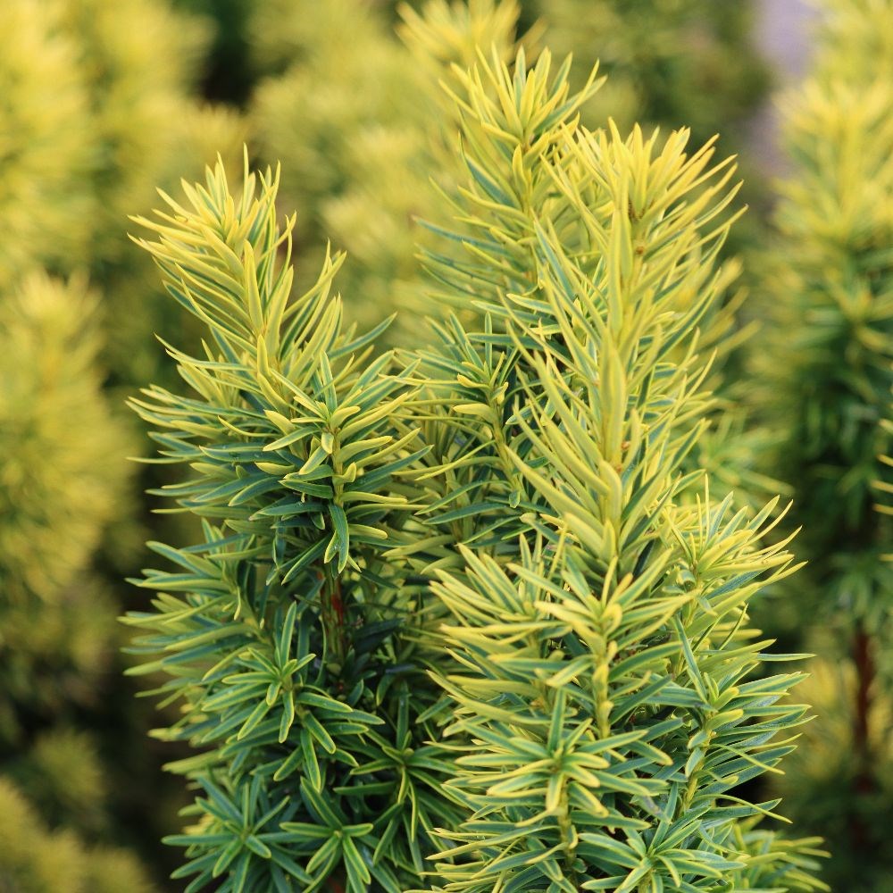 <i>Taxus baccata</i> 'David'