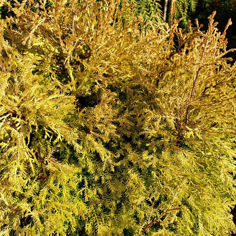 <i>Thuja occidentalis</i> 'Rheingold'