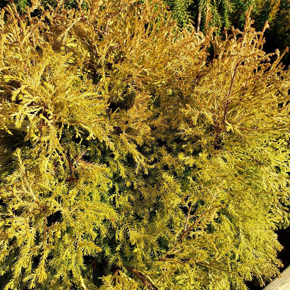 <i>Thuja occidentalis</i> 'Rheingold'