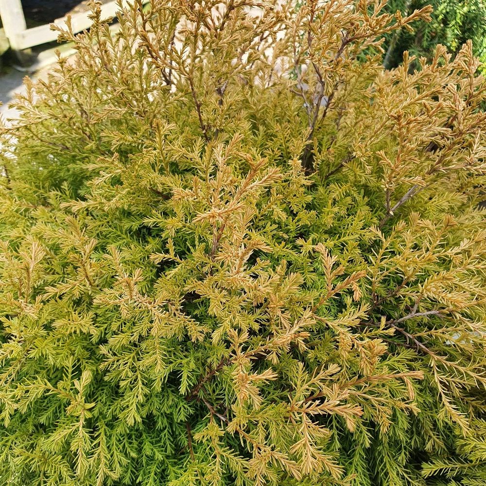 <i>Thuja occidentalis</i> 'Rheingold'