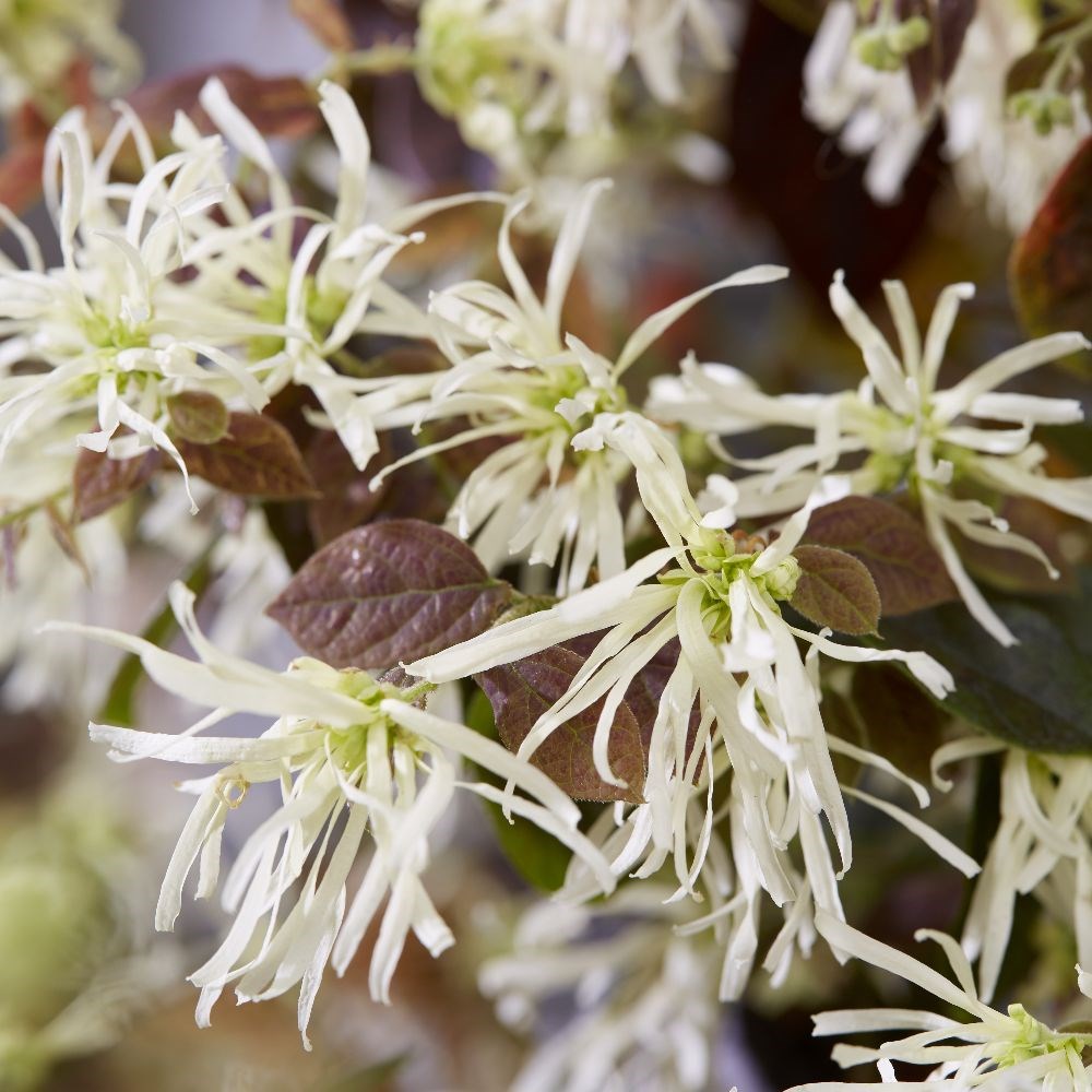 <i>Loropetalum</i> <b class=small-caps>Ruby Snow</b> ('Iwai') (PBR)
