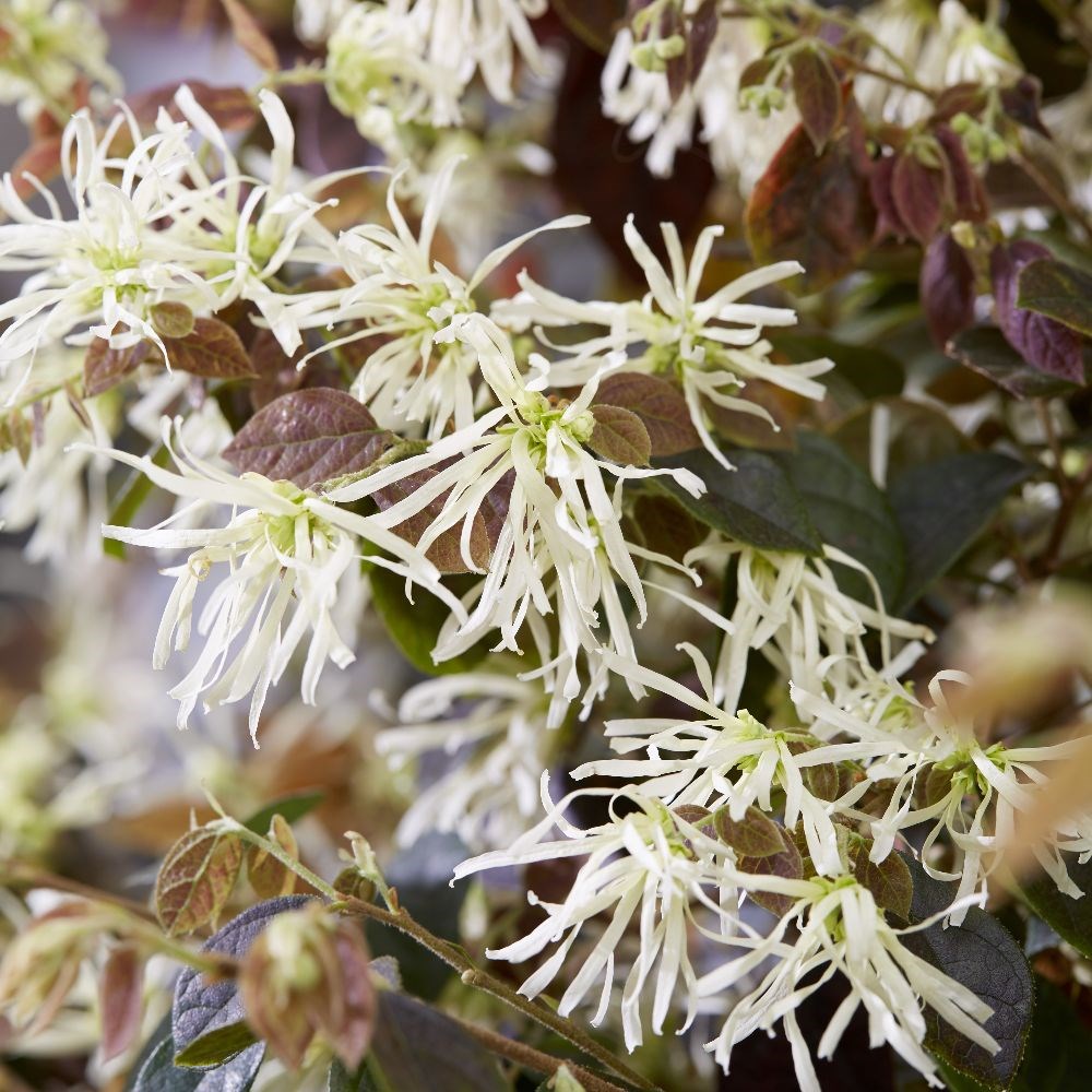 <i>Loropetalum</i> <b class=small-caps>Ruby Snow</b> ('Iwai') (PBR)